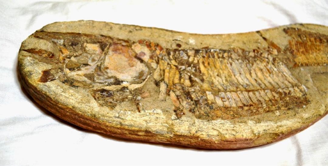 一億数千年前の獰猛・絶滅古代魚ヴィンクティフェルの希少美ネガポジ大型化石