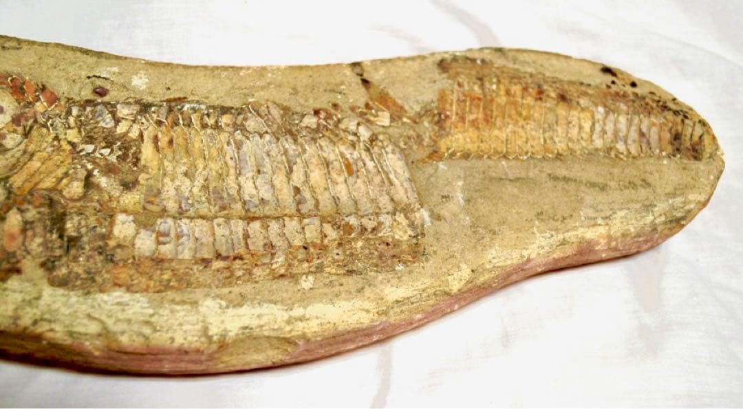 一億数千年前の獰猛・絶滅古代魚ヴィンクティフェルの希少美ネガポジ大型化石