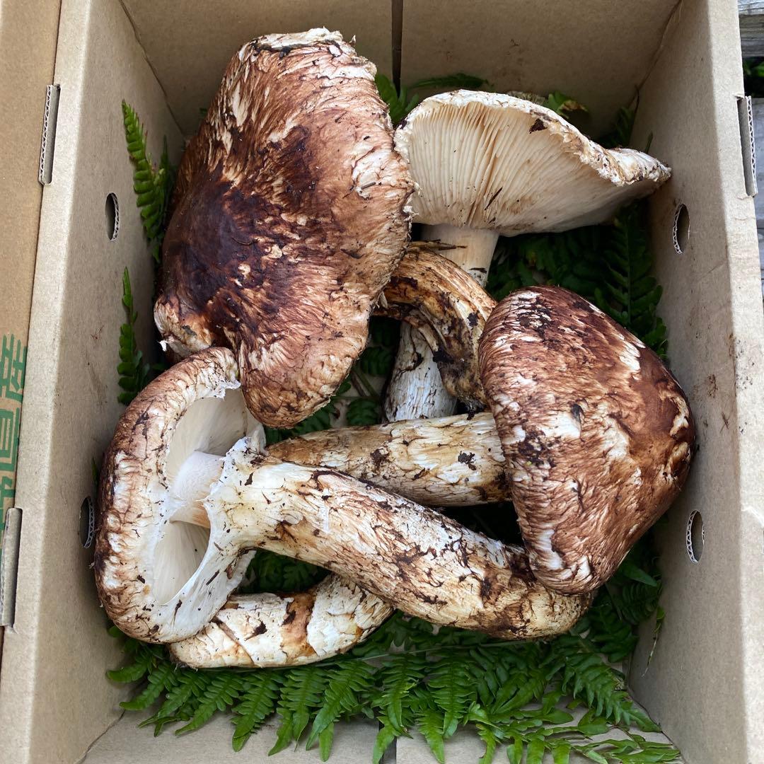 松茸　マツタケ　700g