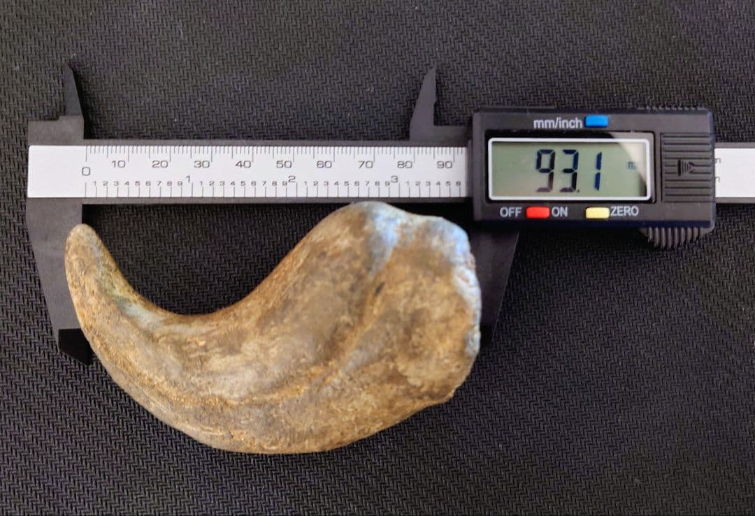 獣脚類　恐竜　ハンドクロウ　化石