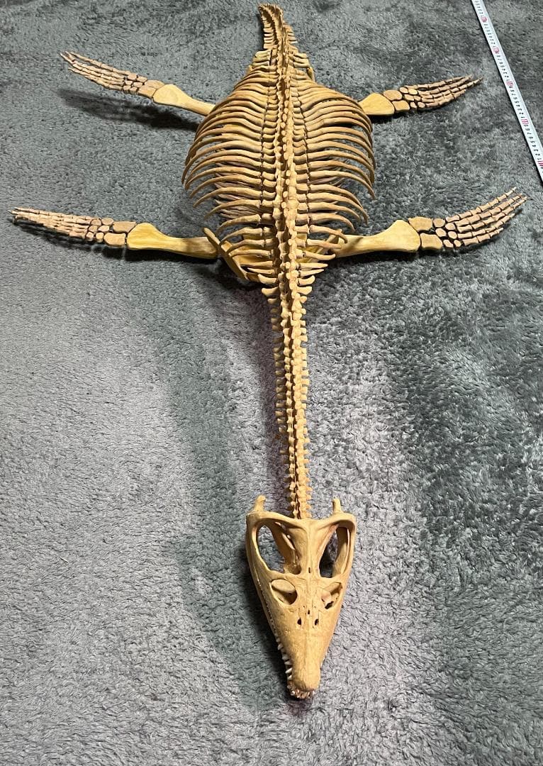 木彫　首長竜ロマレオサウルス　1/6全身骨格模型　112㎝