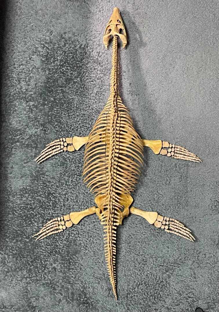 木彫　首長竜ロマレオサウルス　1/6全身骨格模型　112㎝