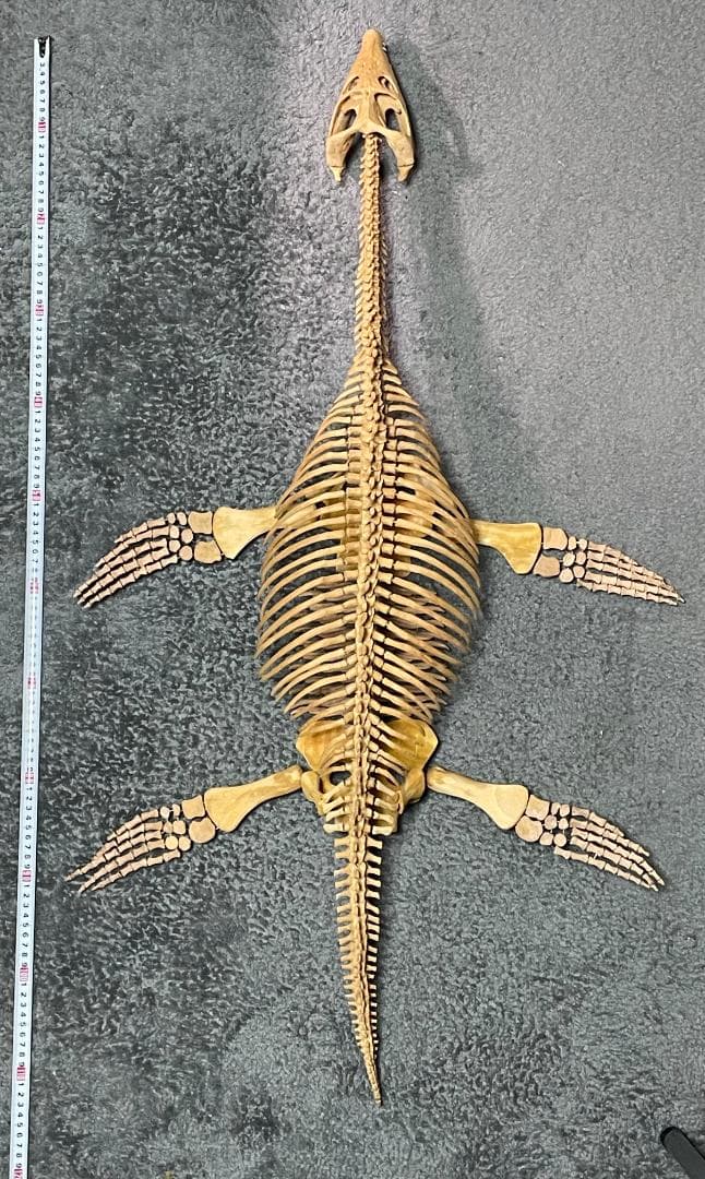 木彫　首長竜ロマレオサウルス　1/6全身骨格模型　112㎝