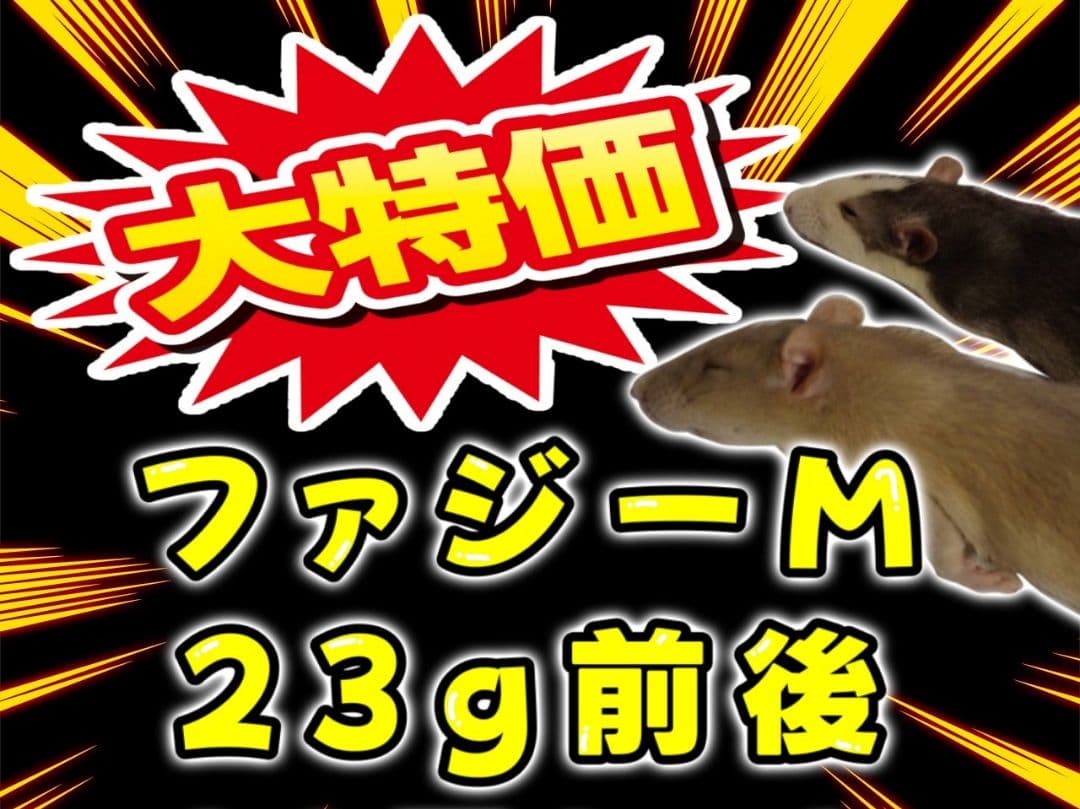 国産冷凍ラット 23g前後 80匹セット