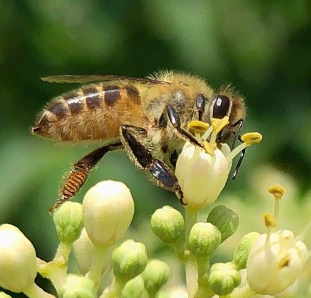 日本みつばち採りたて(生蜂蜜1800g+巣蜜373g)　コムハニー#12宮城県産