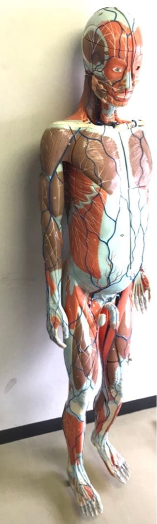 人体解剖模型♡ 京都科学