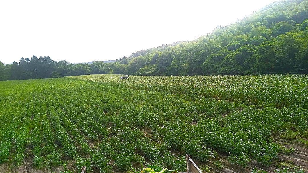 農家直送【新豆】令和7年産 北海道壮瞥町産大豆24㎏