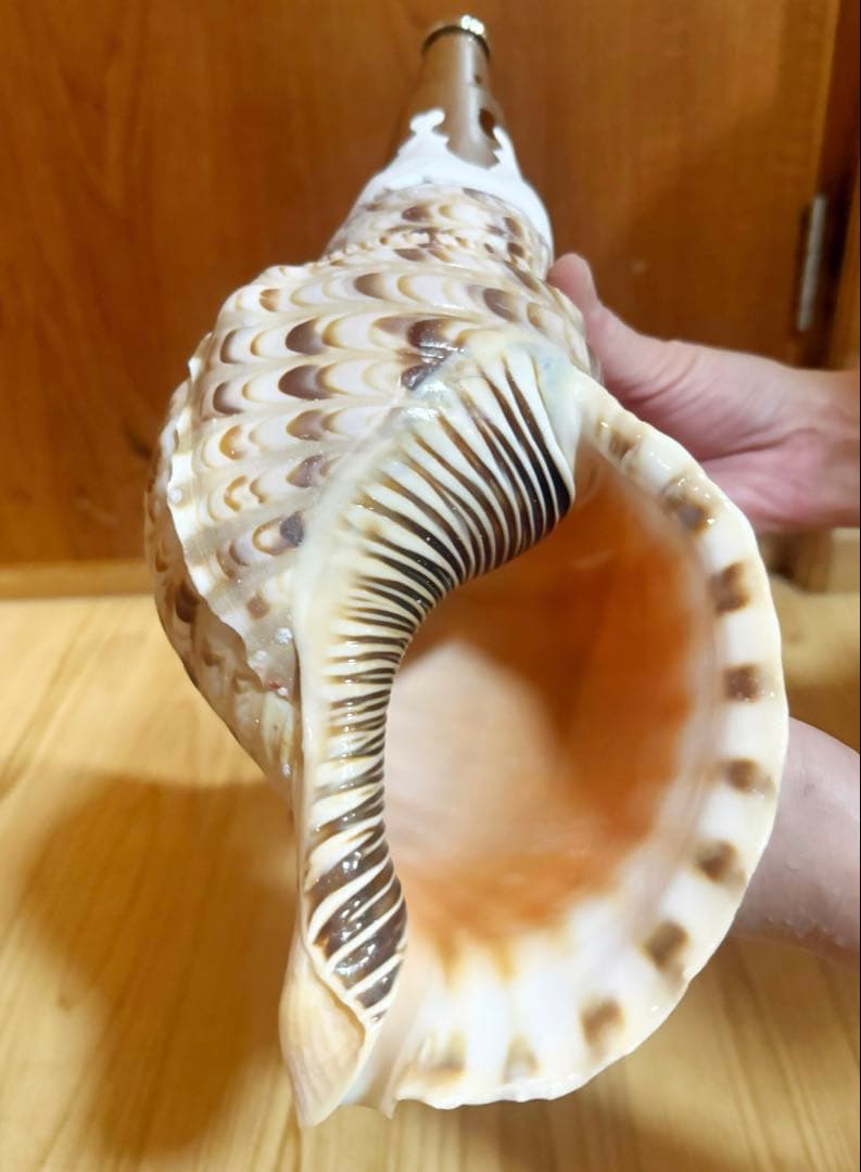 修験道法螺貝　山伏　熊よけ　密教　魔除け❣️ホラガイ　ほら貝