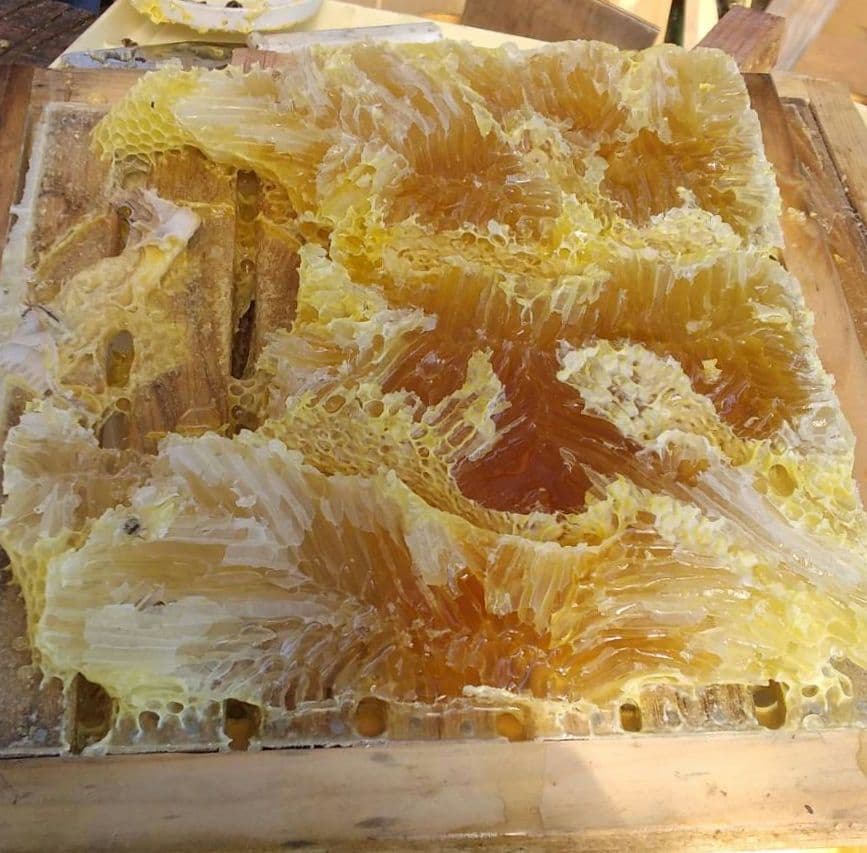 日本ミツバチ濃厚蜂蜜（600g✕2）