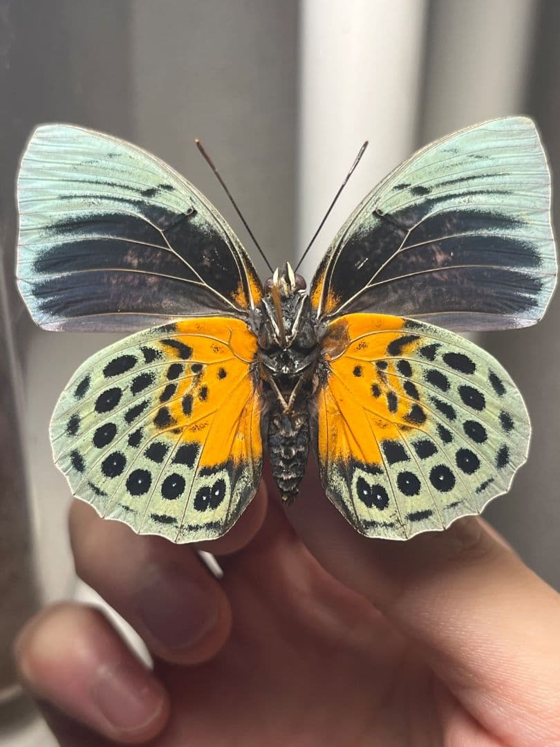 アグリアスベアティフィカラカウメイ ♂　ペリクレスミイロタテハ 蝶標本 昆虫