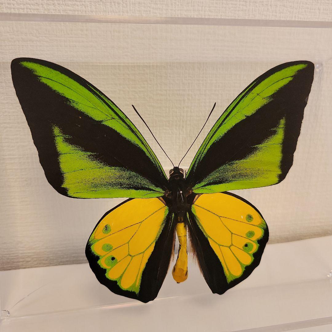 蝶の標本　トリバネの王様(珍A)