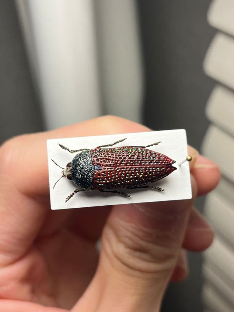 【23mm】キラキラアラメムカシタマムシ 昆虫標本 標本 甲虫 カミキリ