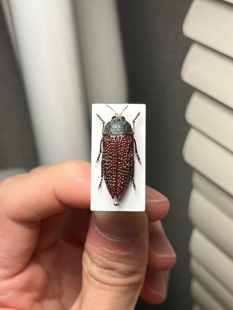 【23mm】キラキラアラメムカシタマムシ 昆虫標本 標本 甲虫 カミキリ