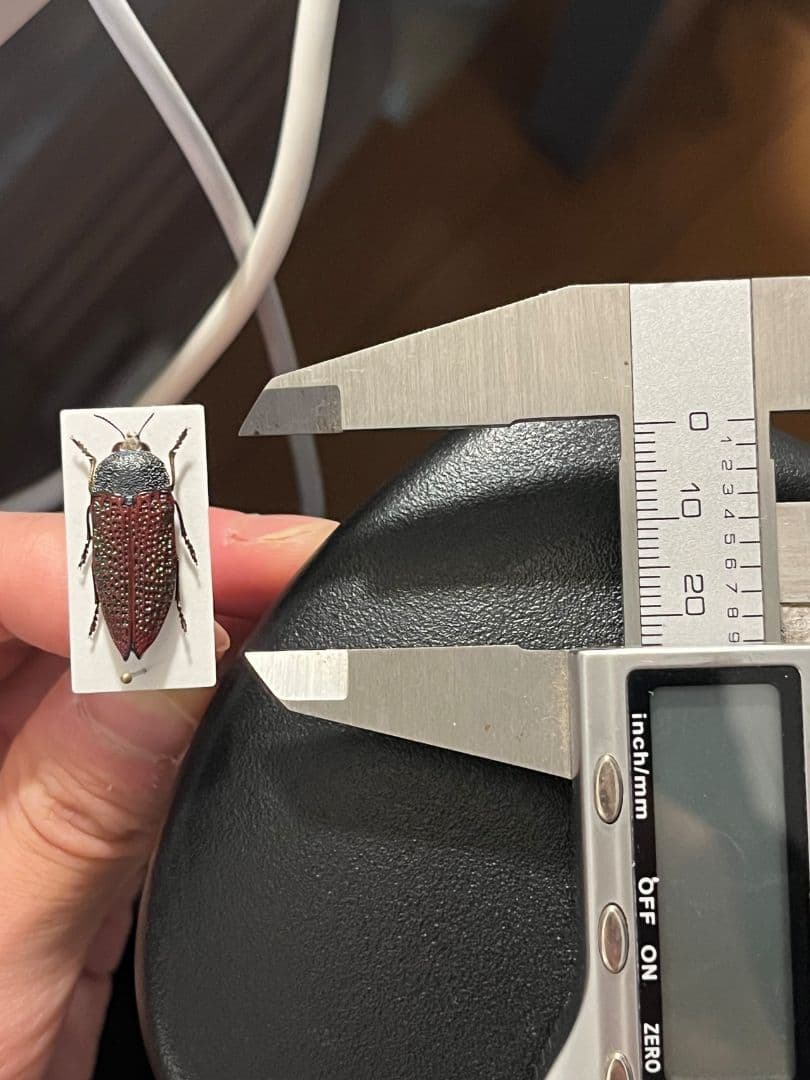 【23mm】キラキラアラメムカシタマムシ 昆虫標本 標本 甲虫 カミキリ