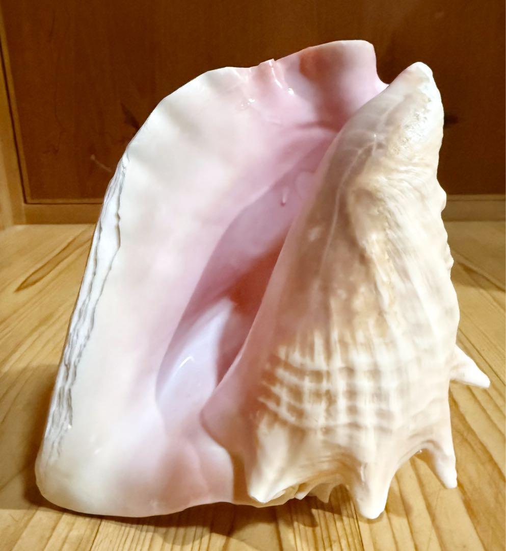古代桃色法螺貝（ピンク貝）法螺貝　ほら貝　 ホラガイ❣️コンク貝笛