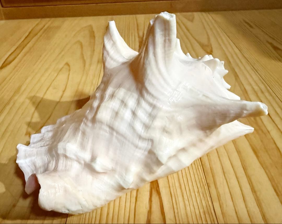 古代桃色法螺貝（ピンク貝）法螺貝　ほら貝　 ホラガイ❣️コンク貝笛