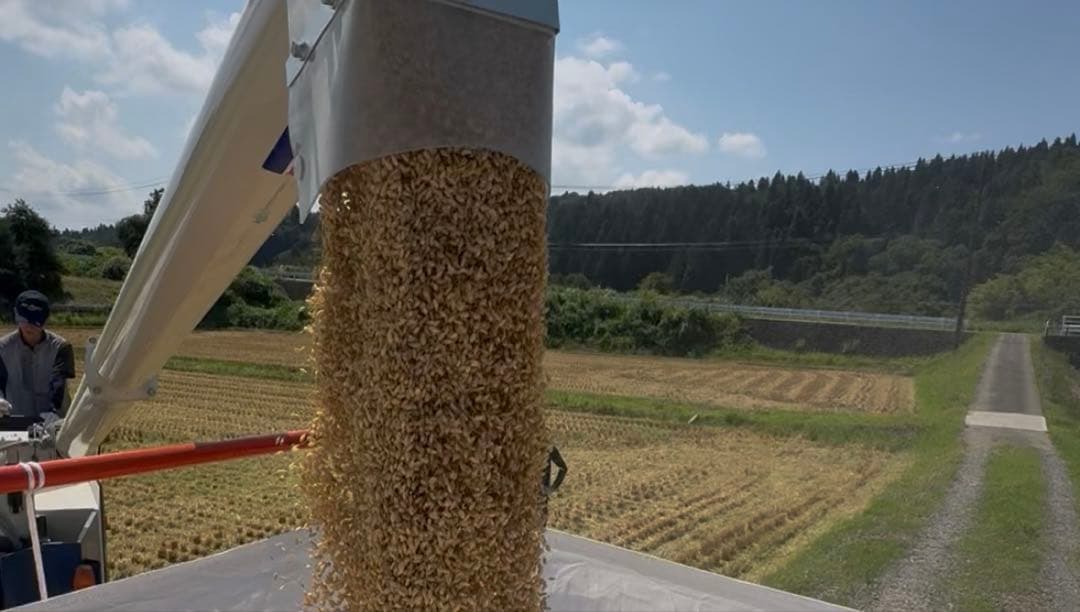 令和7年産　新潟県産コシヒカリ　玄米30㎏　農家直送　特別栽培米