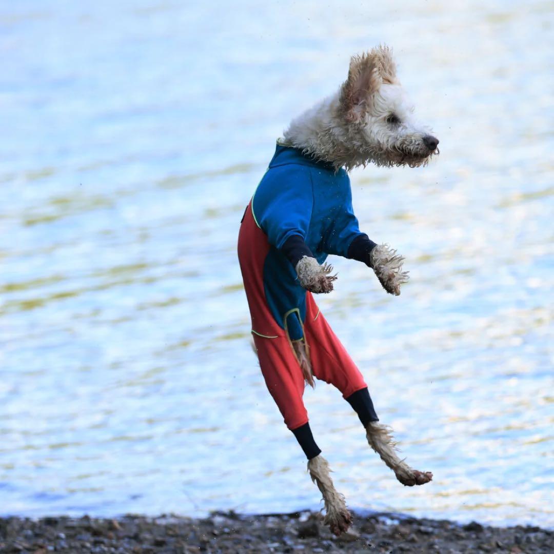 ALPHAICON 犬用水着 全身カバータイプ