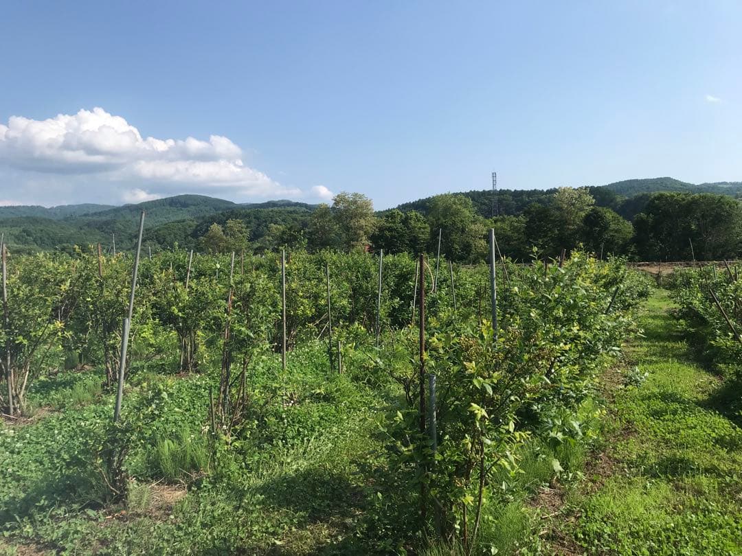 お値下げ中！冷凍ハスカップ2キロ★