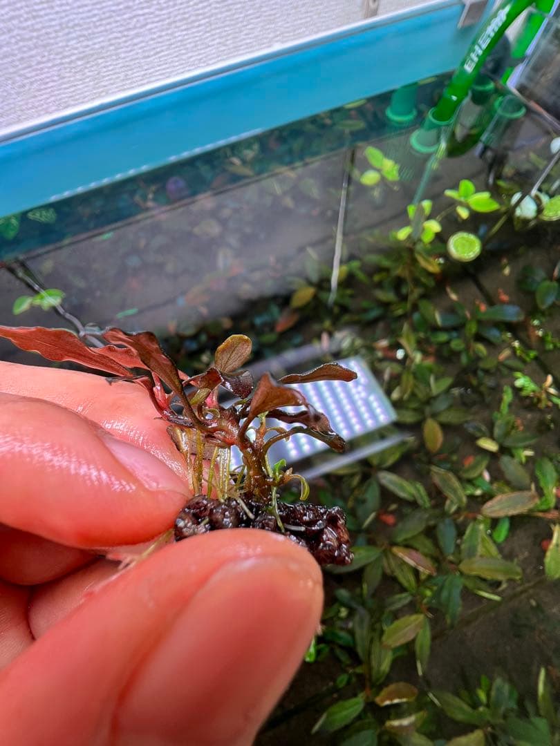 ブセファランドラspゴーストカリマンタン