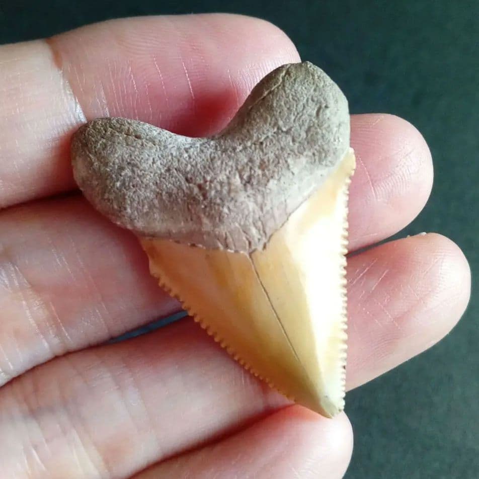 サメの歯化石　メガロドンの祖先種　希少種　カルカロクレス・チュブテンシス