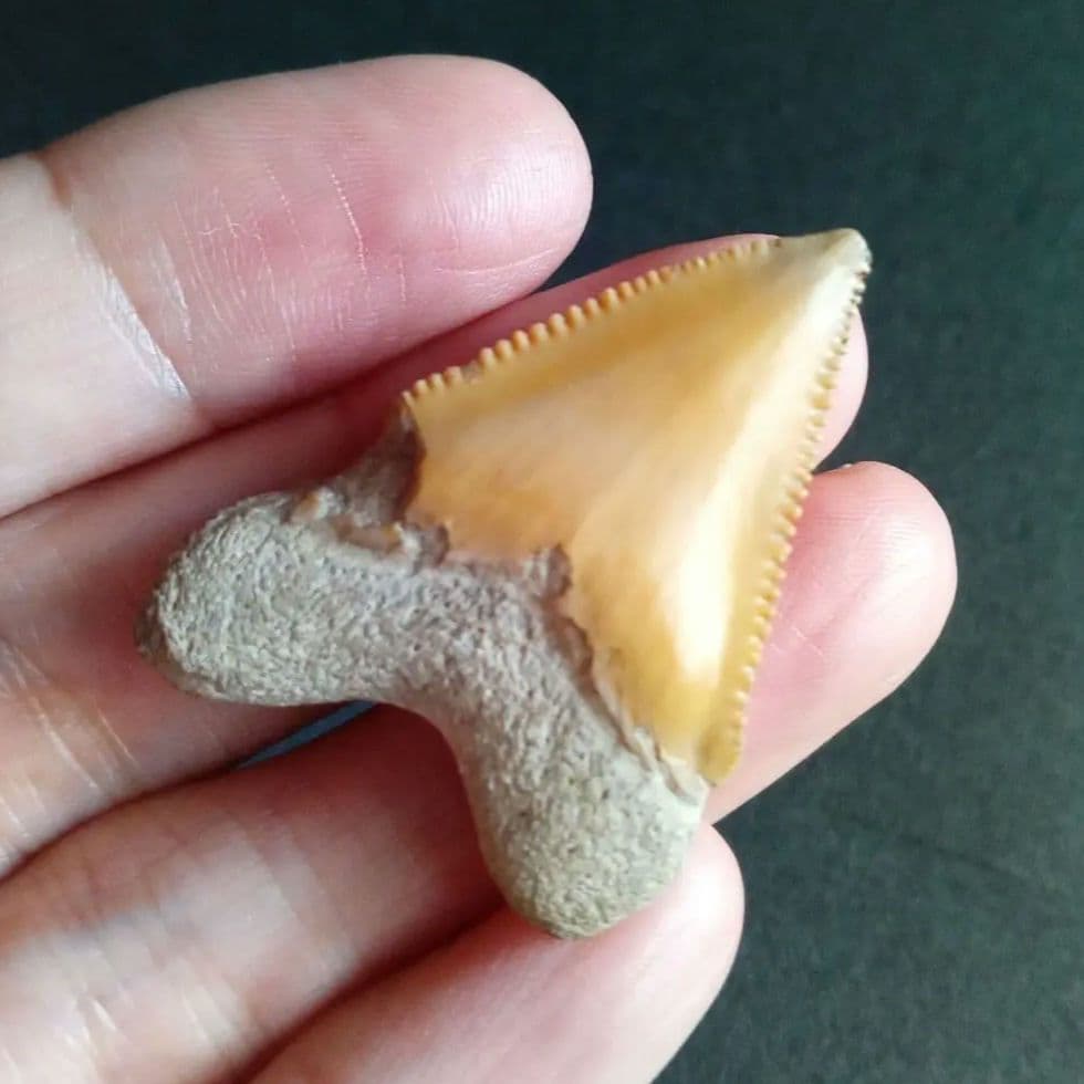 サメの歯化石　メガロドンの祖先種　希少種　カルカロクレス・チュブテンシス