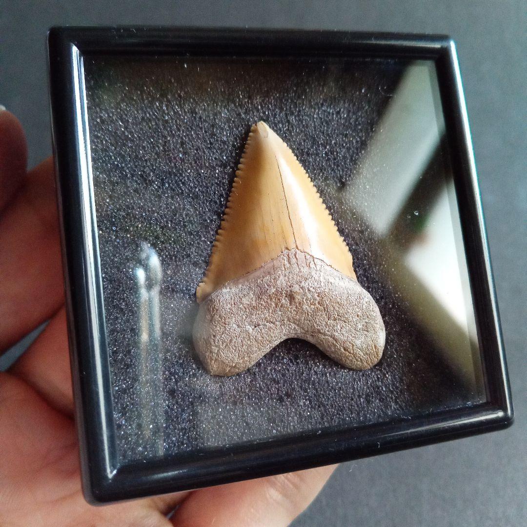 サメの歯化石　メガロドンの祖先種　希少種　カルカロクレス・チュブテンシス