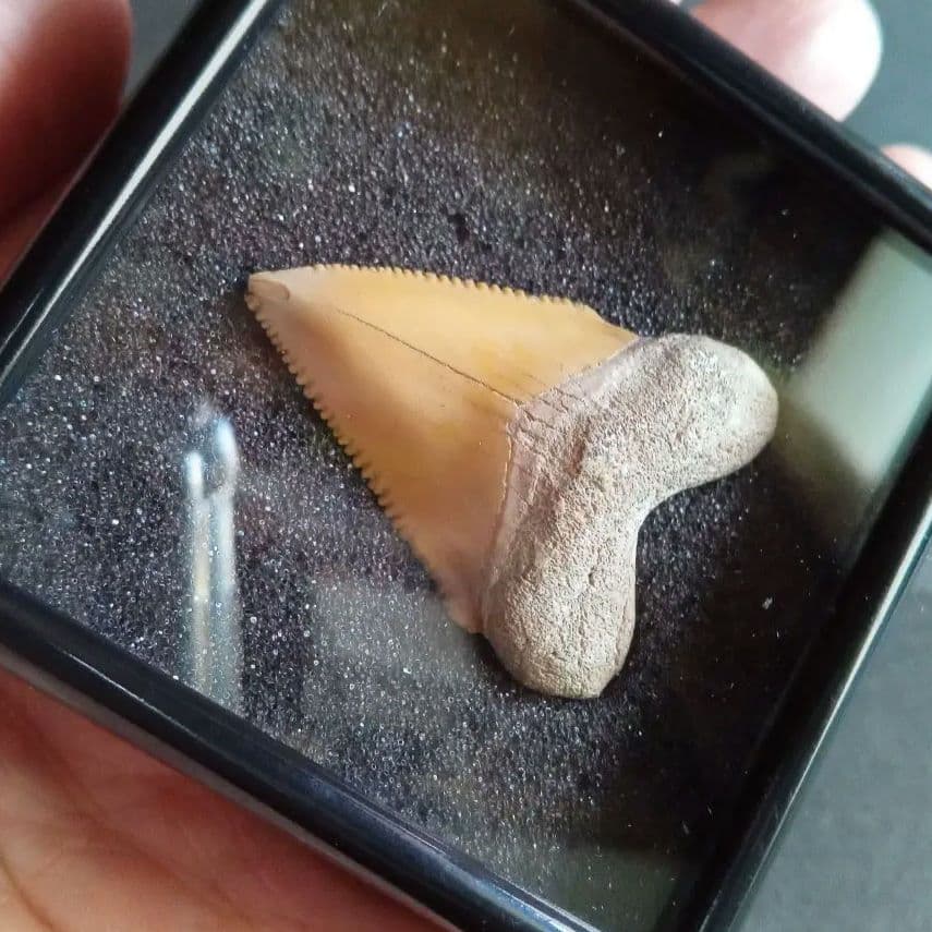 サメの歯化石　メガロドンの祖先種　希少種　カルカロクレス・チュブテンシス