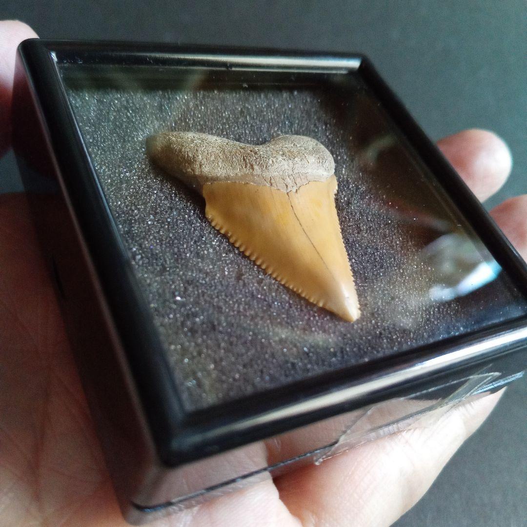 サメの歯化石　メガロドンの祖先種　希少種　カルカロクレス・チュブテンシス