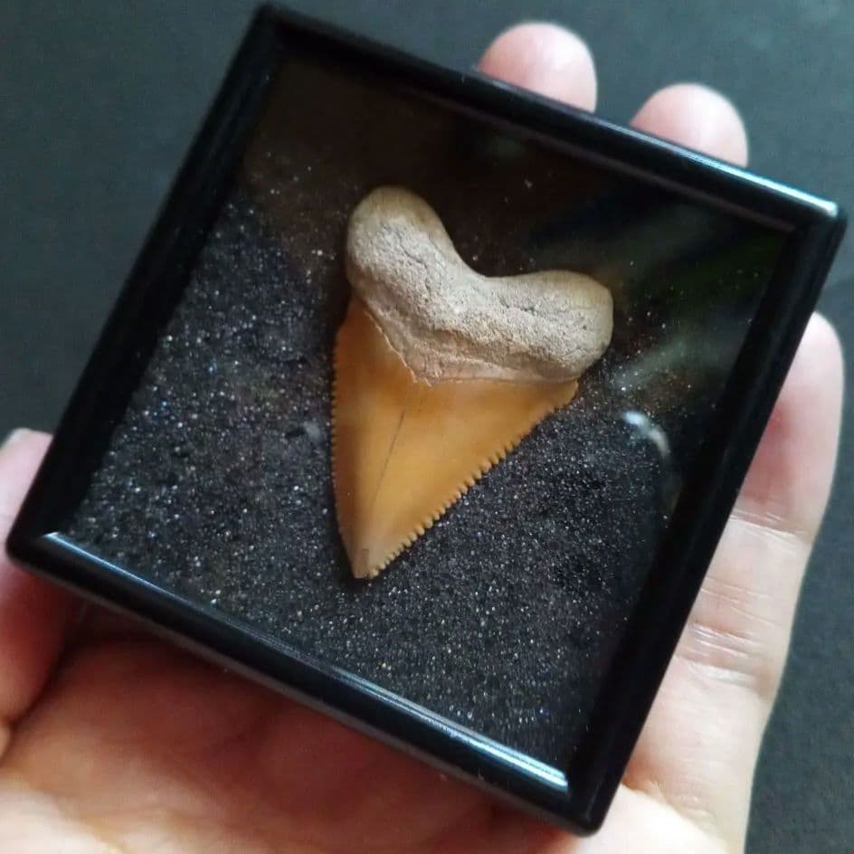 サメの歯化石　メガロドンの祖先種　希少種　カルカロクレス・チュブテンシス