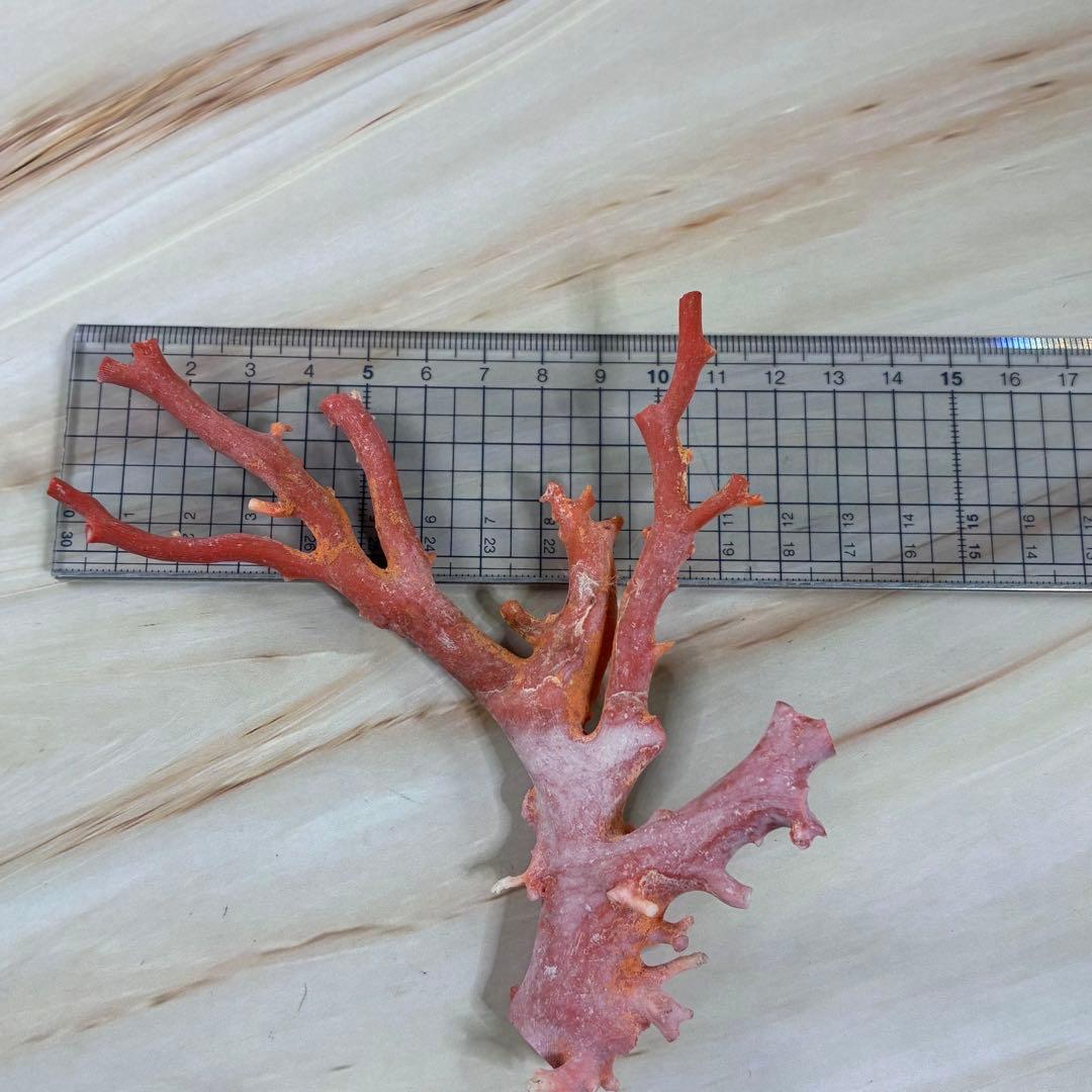 珊瑚　サンゴ　原木　希少　重さ56ｇ　オブジェ　置物　素材