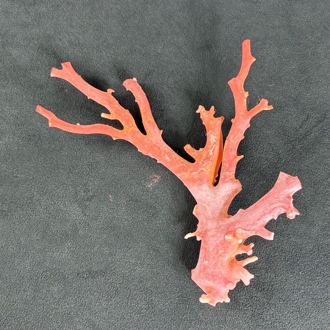 珊瑚　サンゴ　原木　希少　重さ56ｇ　オブジェ　置物　素材
