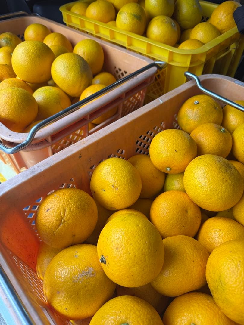 No.17【JUICY様】甘夏みかん 農薬不使用 27㎏ 静岡産、【日曜日発送】