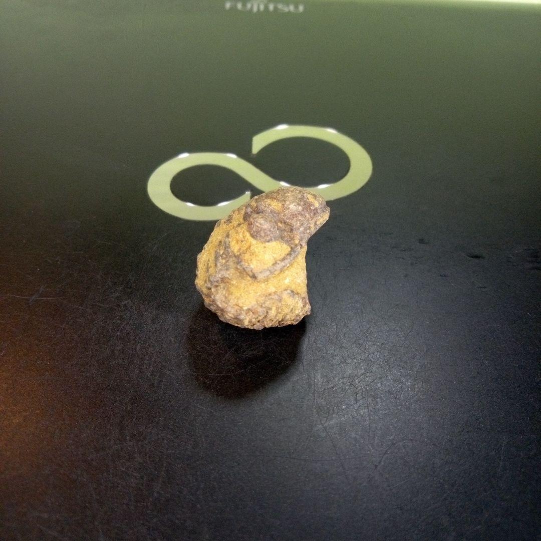 三葉虫　化石　fossil　ボリビア産　trilobite　Bolivia化石⑥