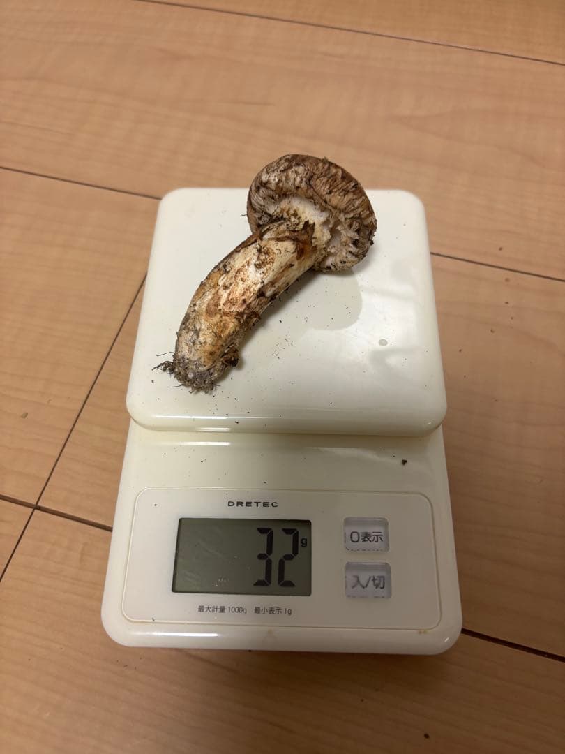 宮城県気仙沼産極上松茸