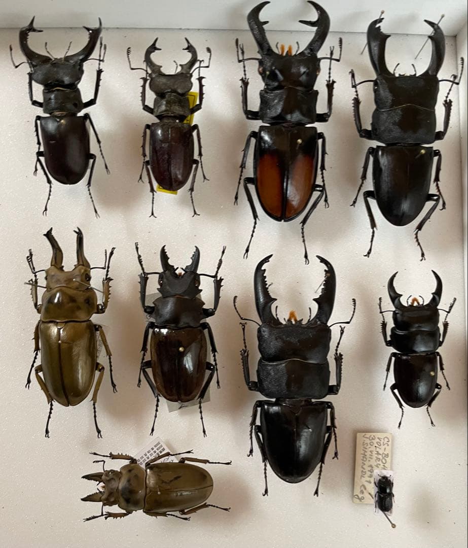 クワガタセット