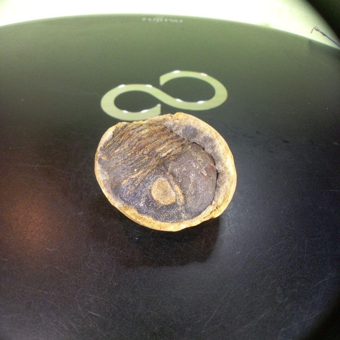 三葉虫　化石　ボリビア産　南アメリカ　trilobite　南米産fossil⑥