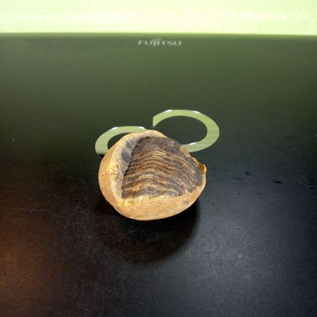 三葉虫　化石　ボリビア産　南アメリカ　trilobite　南米産fossil⑥