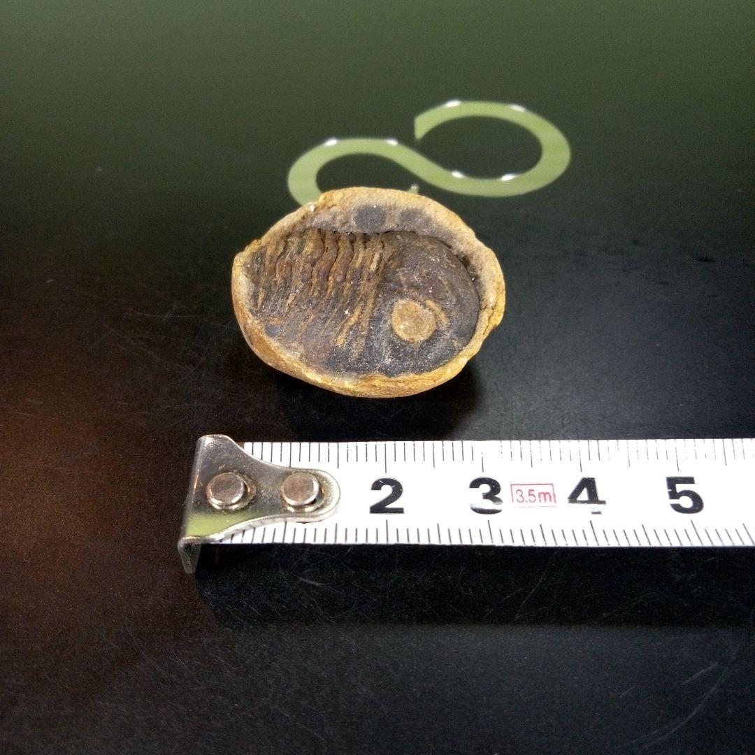 三葉虫　化石　ボリビア産　南アメリカ　trilobite　南米産fossil⑥