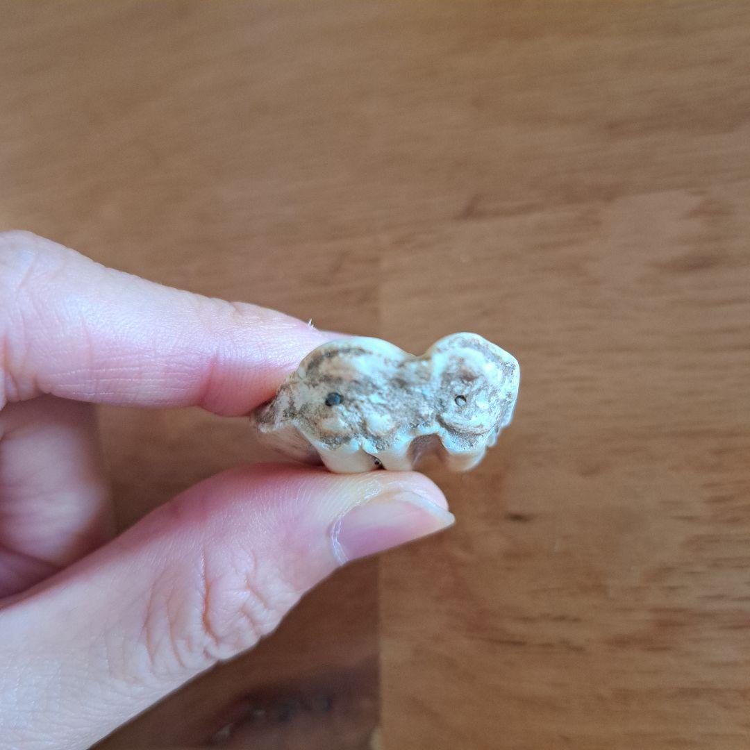 馬の歯　化石？　天然石 波状模様のクリーム色