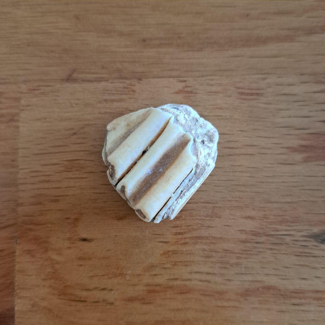 馬の歯　化石？　天然石 波状模様のクリーム色
