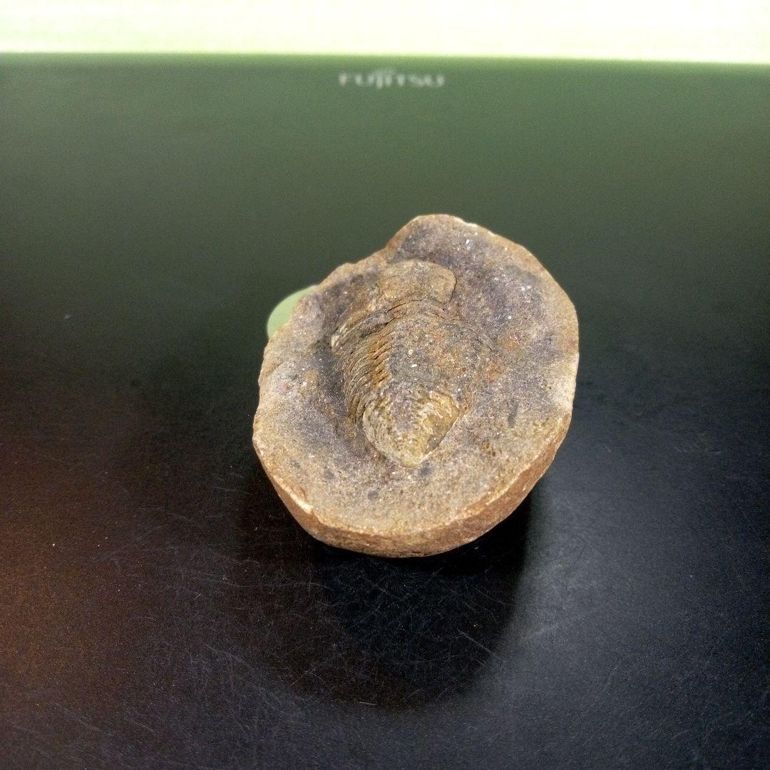 三葉虫　化石　fossil　ボリビア産　trilobite　三葉虫判別③