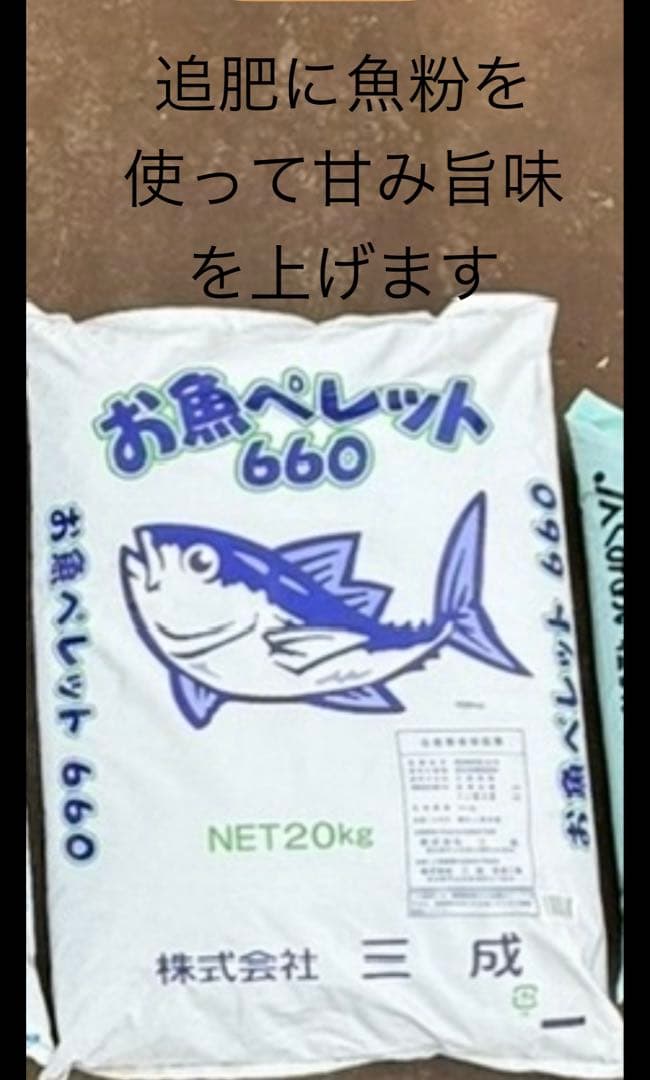 令和7年度愛媛県産コシヒカリ10k 有機肥料で作ったお米　 プレミアム(一等米)