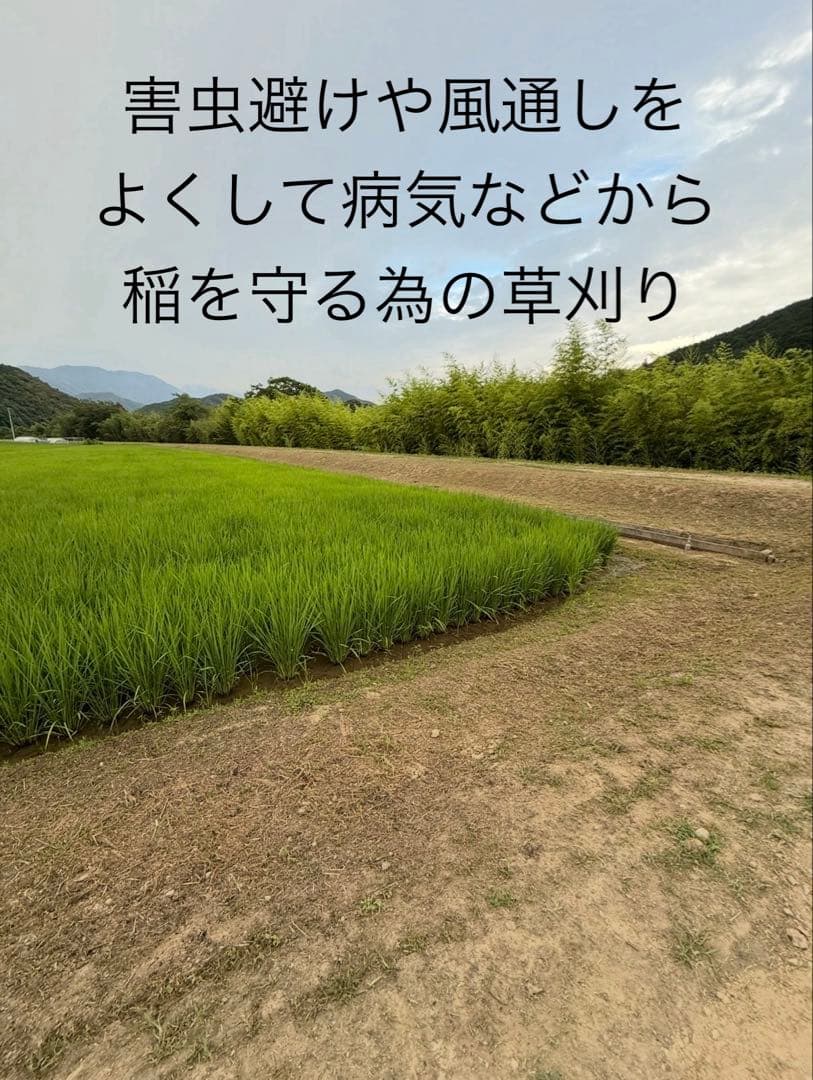 令和7年度愛媛県産コシヒカリ10k 有機肥料で作ったお米　 プレミアム(一等米)