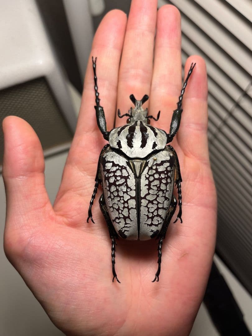 【銀色】シラフゴライアスオオツノハナムグリGoliathusorientalis