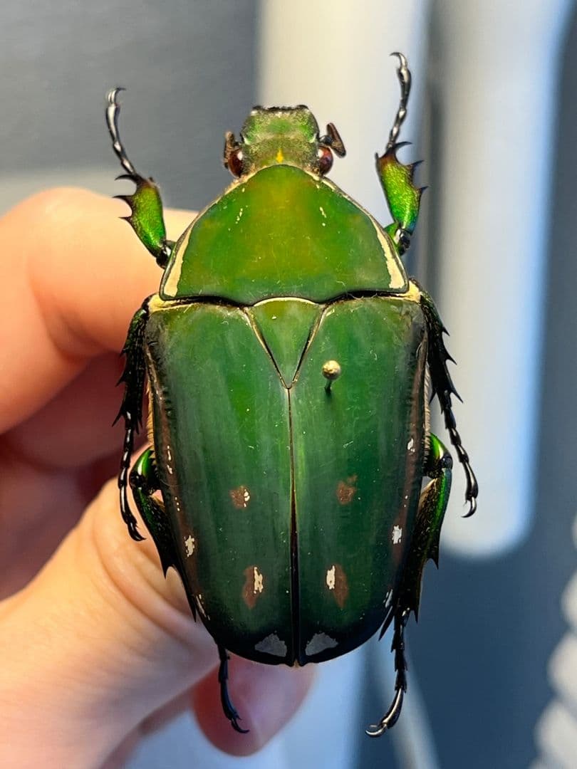 【属内最大種】クビワオオツノハナムグリ カナブン ゴライアスオオツノ 標本