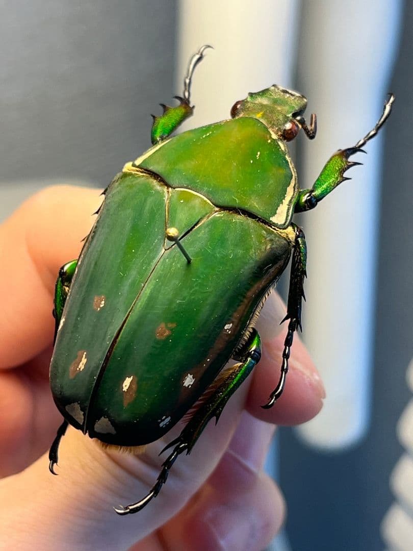 【属内最大種】クビワオオツノハナムグリ カナブン ゴライアスオオツノ 標本