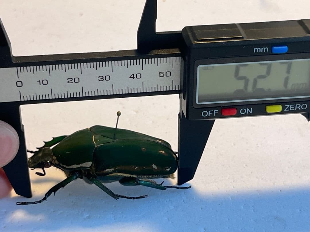 【属内最大種】クビワオオツノハナムグリ カナブン ゴライアスオオツノ 標本
