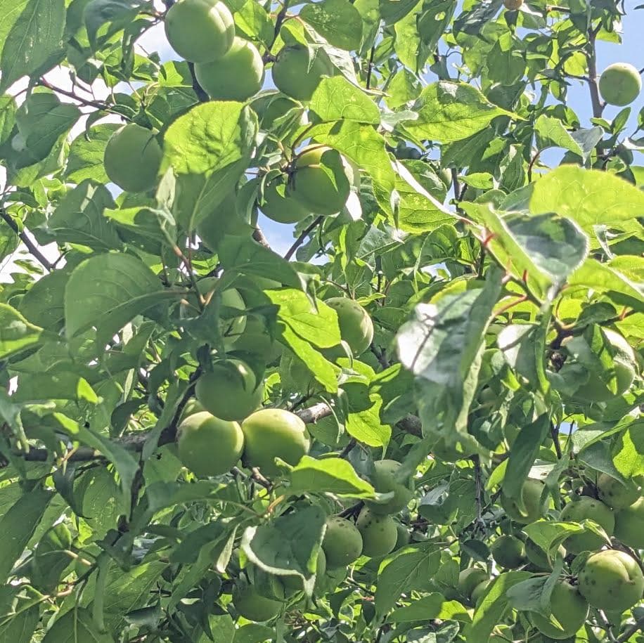 自然の美味しい梅ジュースの素（梅シロップ)x10