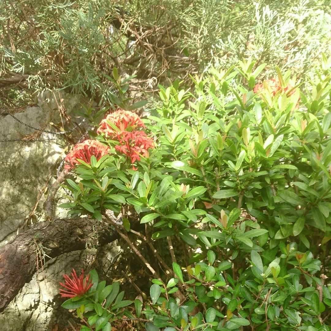 【作家物】 茶道具、水指し